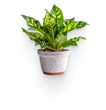 Aglaonema plant