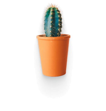 Echinocereus plant